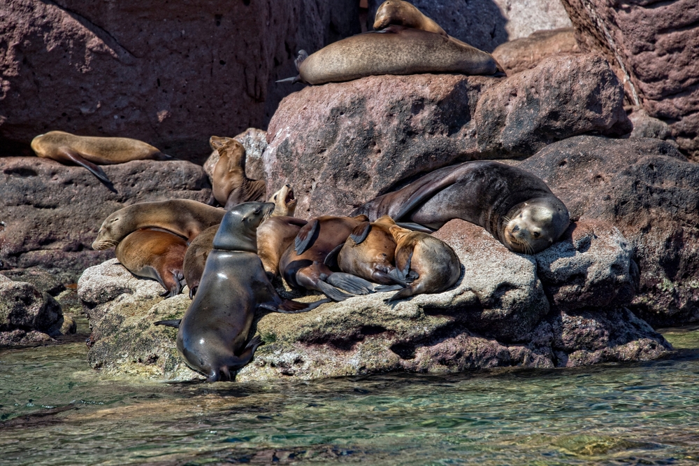 Baja California Wine Trail — Baja bespoke itinerary, Sea of Cortez sea lions — HauteBlack