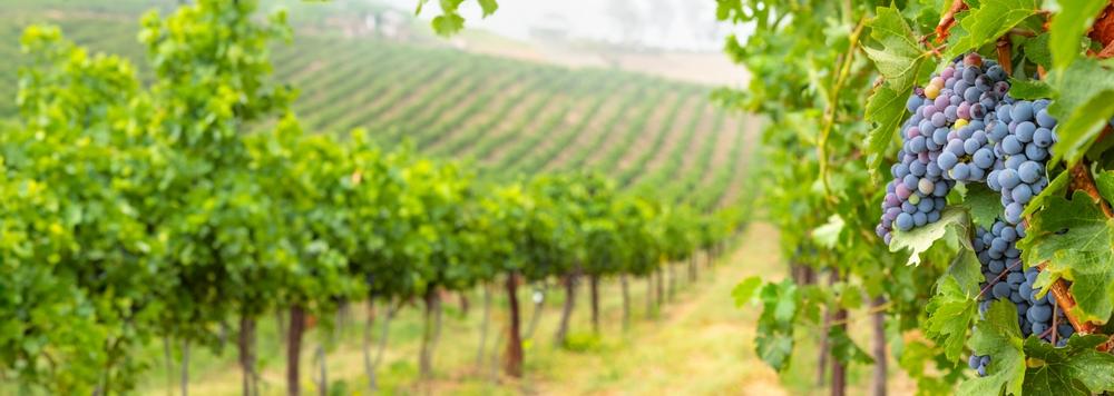 Napa Valley: More Than Wine