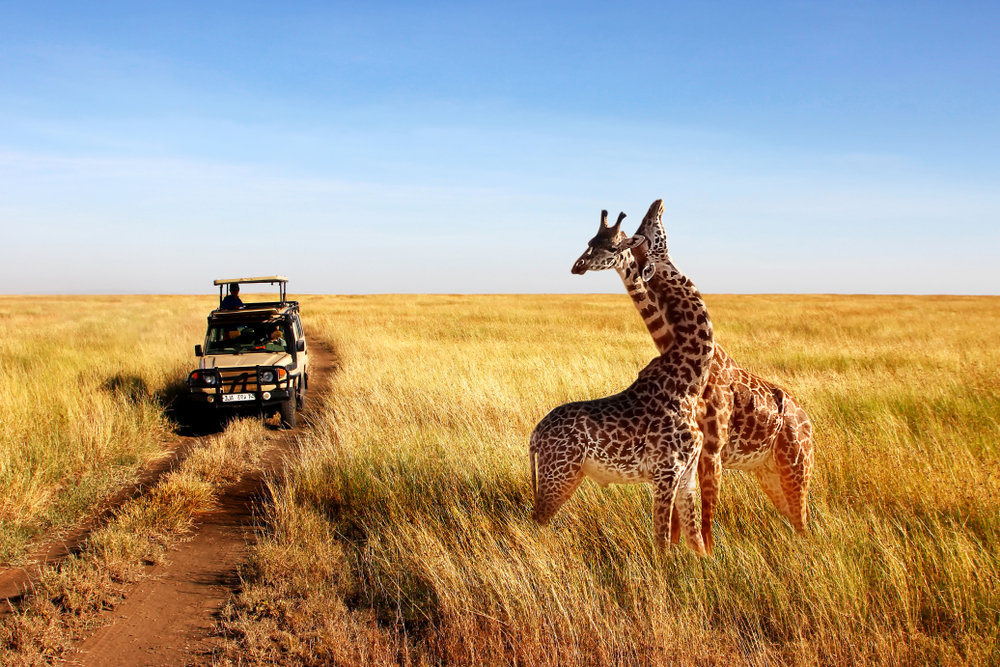 Best time for a Kenya safari — seasonal migration and game viewing guide